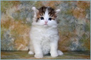 Male Siberian Kitten from Deedlebug Siberians